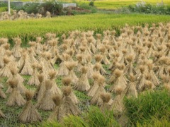 Françoise et Alain - Circuit au Yunnan - Septembre 2014 (12 jours)